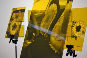 imatge d'uns metacril·lats grocs amb impressions de gira-sol. Obra de l'artista