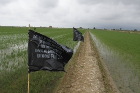 Imatge de banderes en mig de camps d'arròs del delta de l'Ebre.