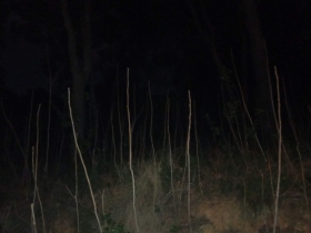 imatge d'un bosc a la nit
