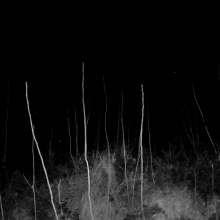 Imatge d'un bosc de nit