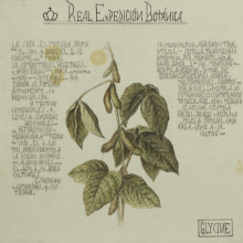imatge d'una antiga il·lustració d'una planta feta en les expdicions botàniques del segle XIX. es veu una planta i el text manuscrit al seu costat.